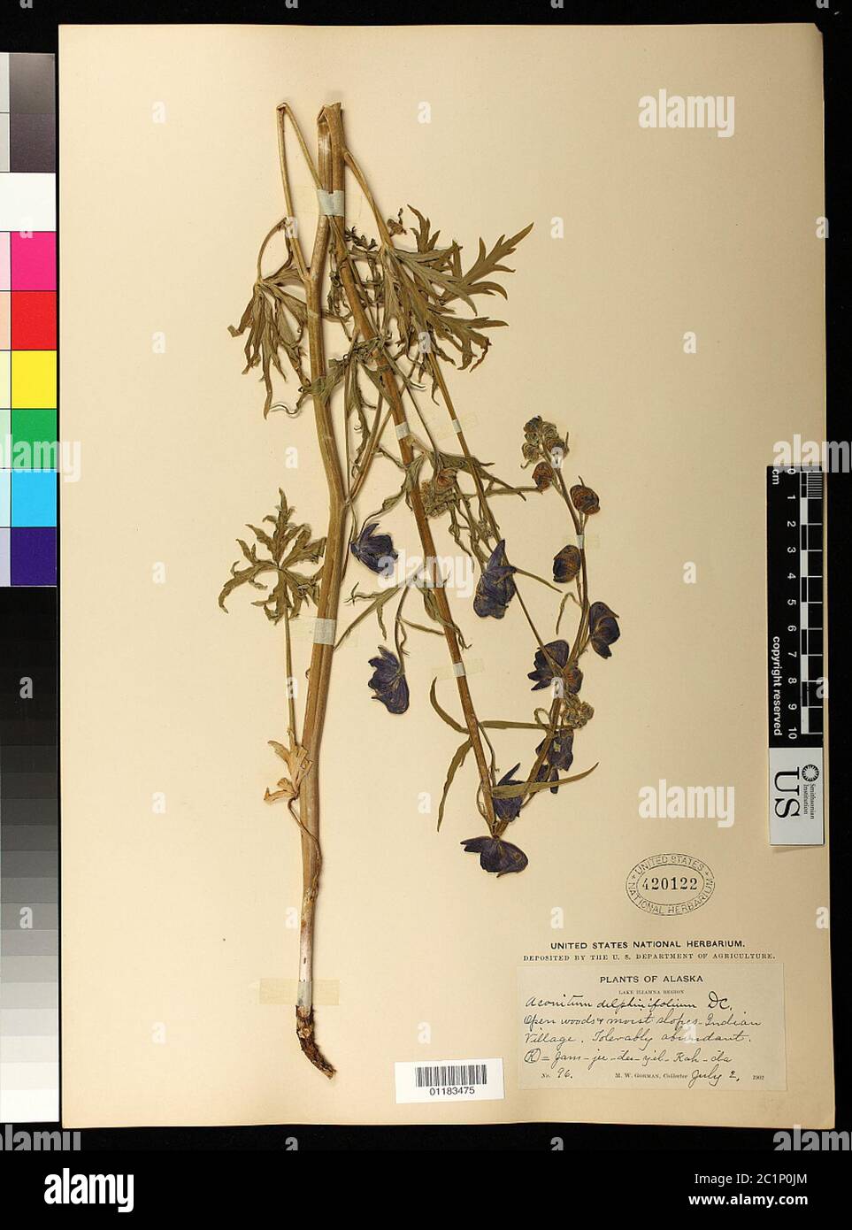 Aconitum delphinifolium DC Aconitum delphinifolium DC. Stock Photo