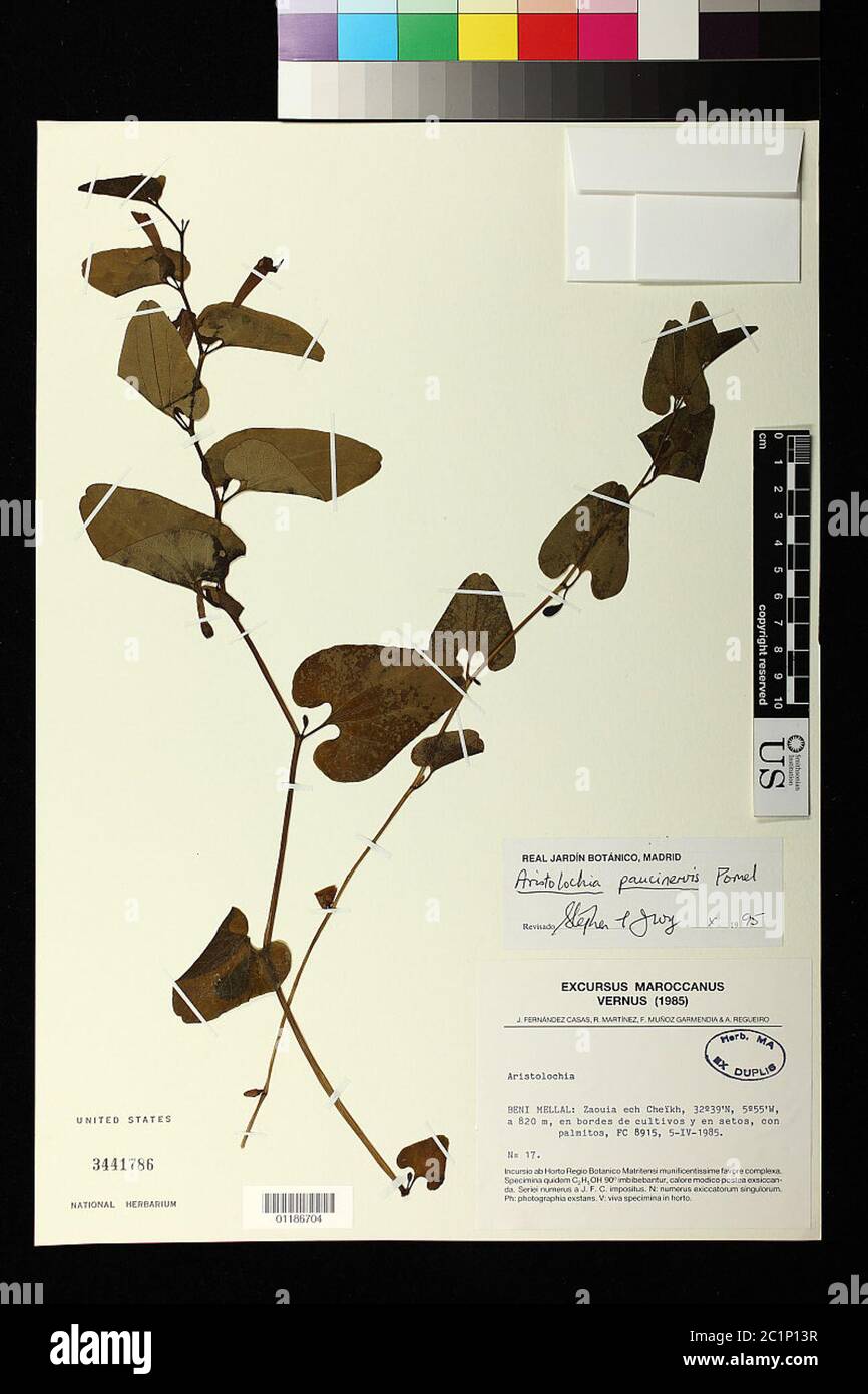 Aristolochia paucinervis Pomel Aristolochia paucinervis Pomel. Stock Photo