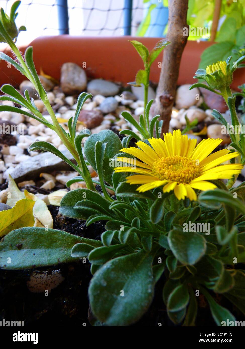 Balkonblume hires stock photography and images Alamy