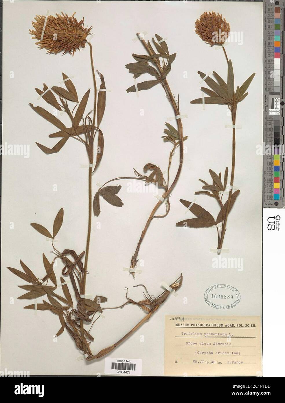Trifolium pannonicum Jacq Trifolium pannonicum Jacq. Stock Photo