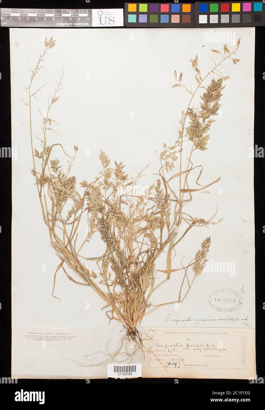 Eragrostis cilianensis All Vignolo ex Janch Eragrostis cilianensis All Vignolo ex Janch. Stock Photo