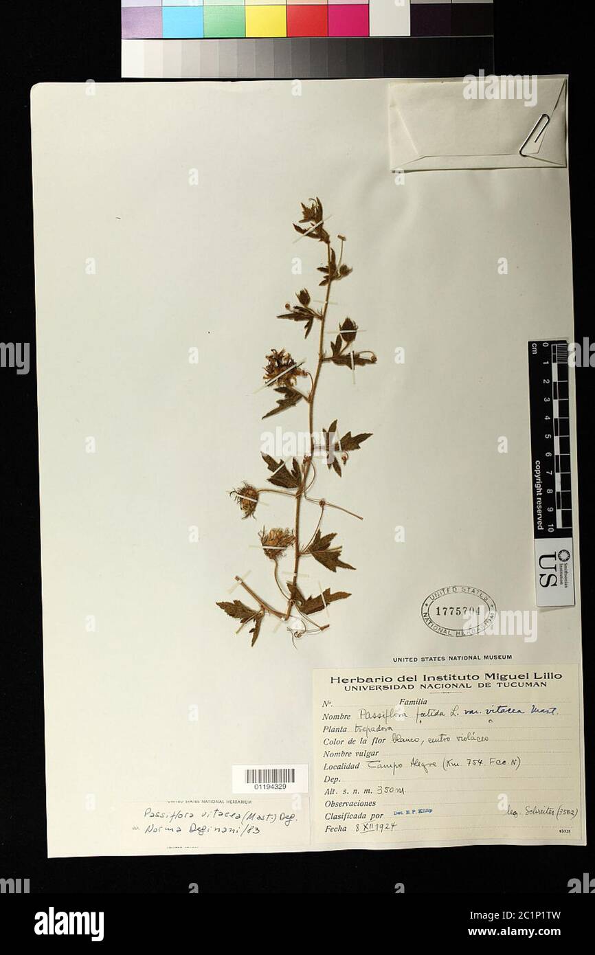 Passiflora chrysophylla Passiflora chrysophylla. Stock Photo