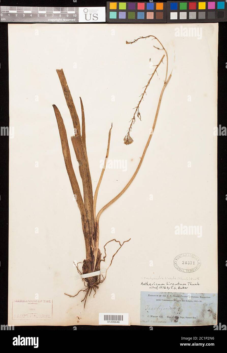 Anthericum hirsutum Thunb Anthericum hirsutum Thunb. Stock Photo