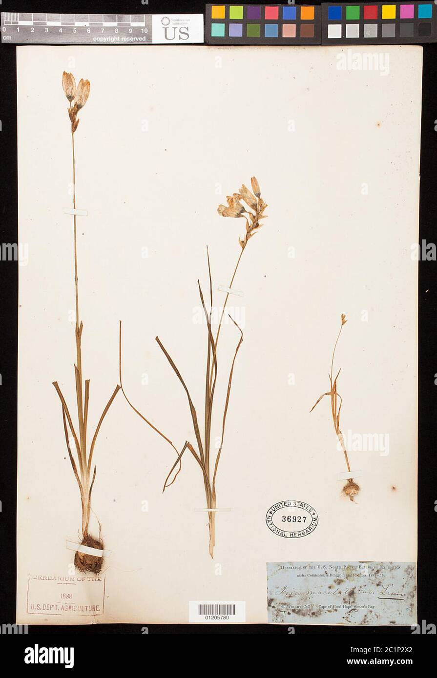 Ixia maculata L Ixia maculata L. Stock Photo