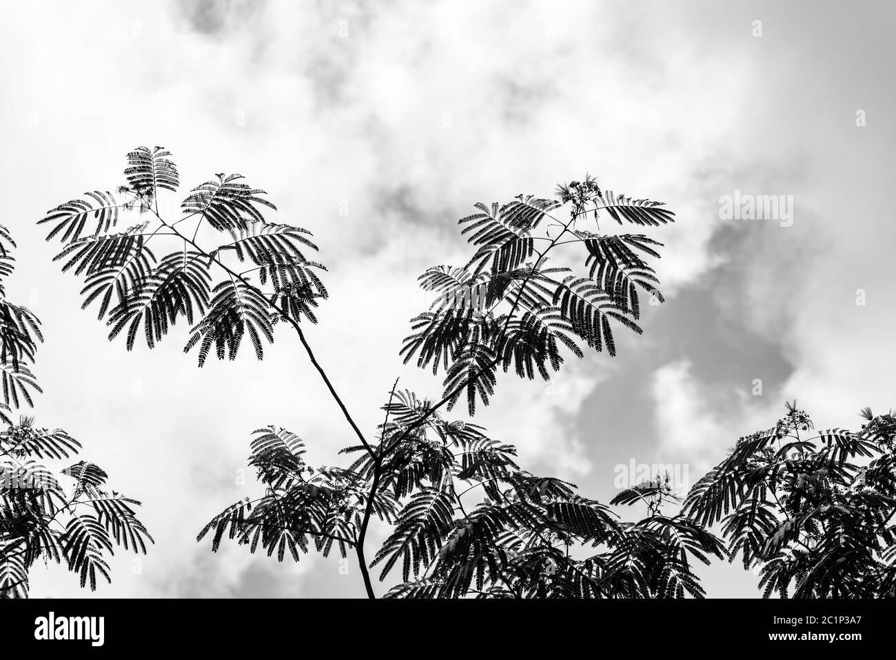 Mimosa tree also called silk tree silhouette in black and white. Fast growing ornamental tree with puffball pink aromatic flowers. Black Stock Photo