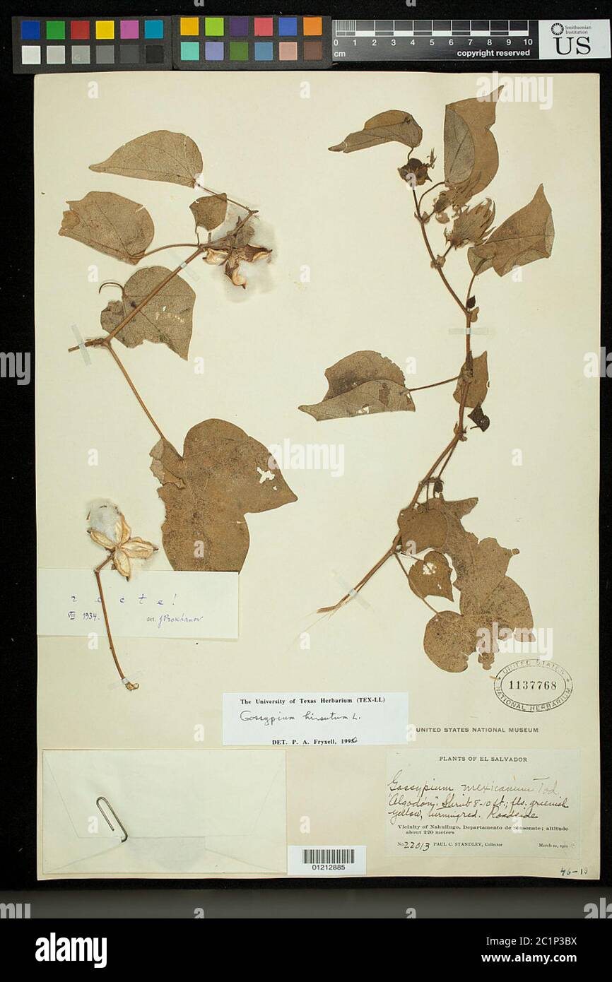 Gossypium hirsutum L Gossypium hirsutum L Stock Photo Alamy