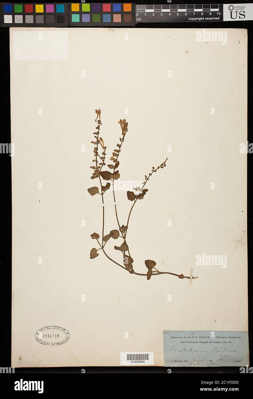 Scutellaria indica L Scutellaria indica L. Stock Photo
