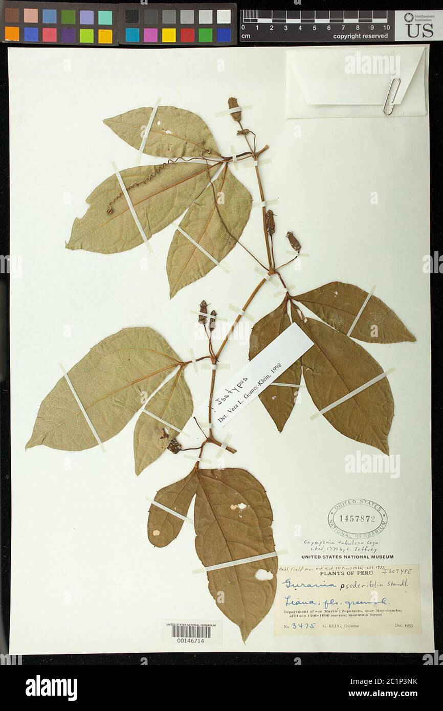 Cayaponia psederifolia Standl Cayaponia psederifolia Standl. Stock Photo