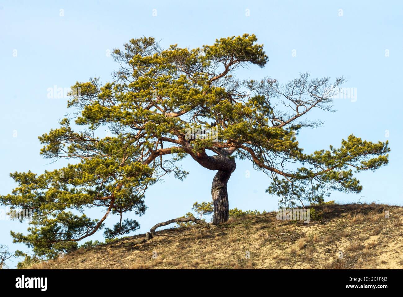 Tree with gnarled branches on hill under blue sky horizontal with flare Stock Photo