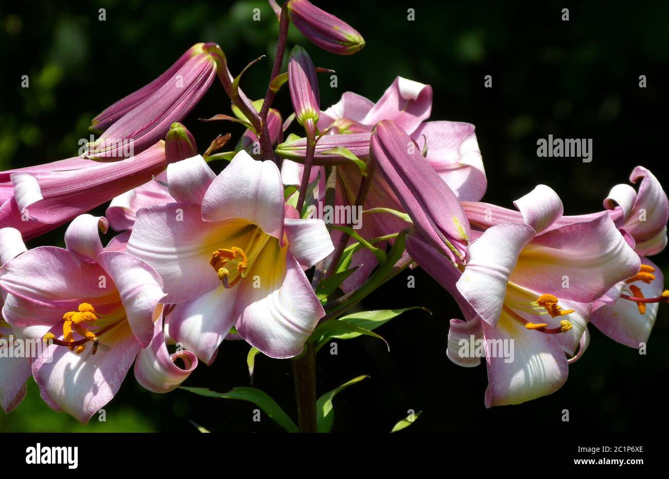 Lily flowers and lily buds in great colors and beautiful light Stock Photo