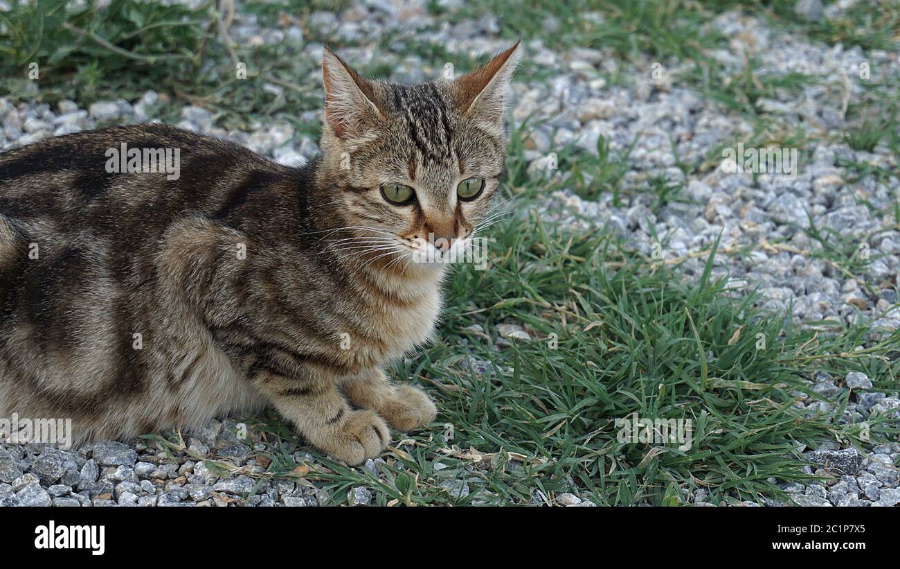 A pregnant cat, a cat to give birth Stock Photo Alamy