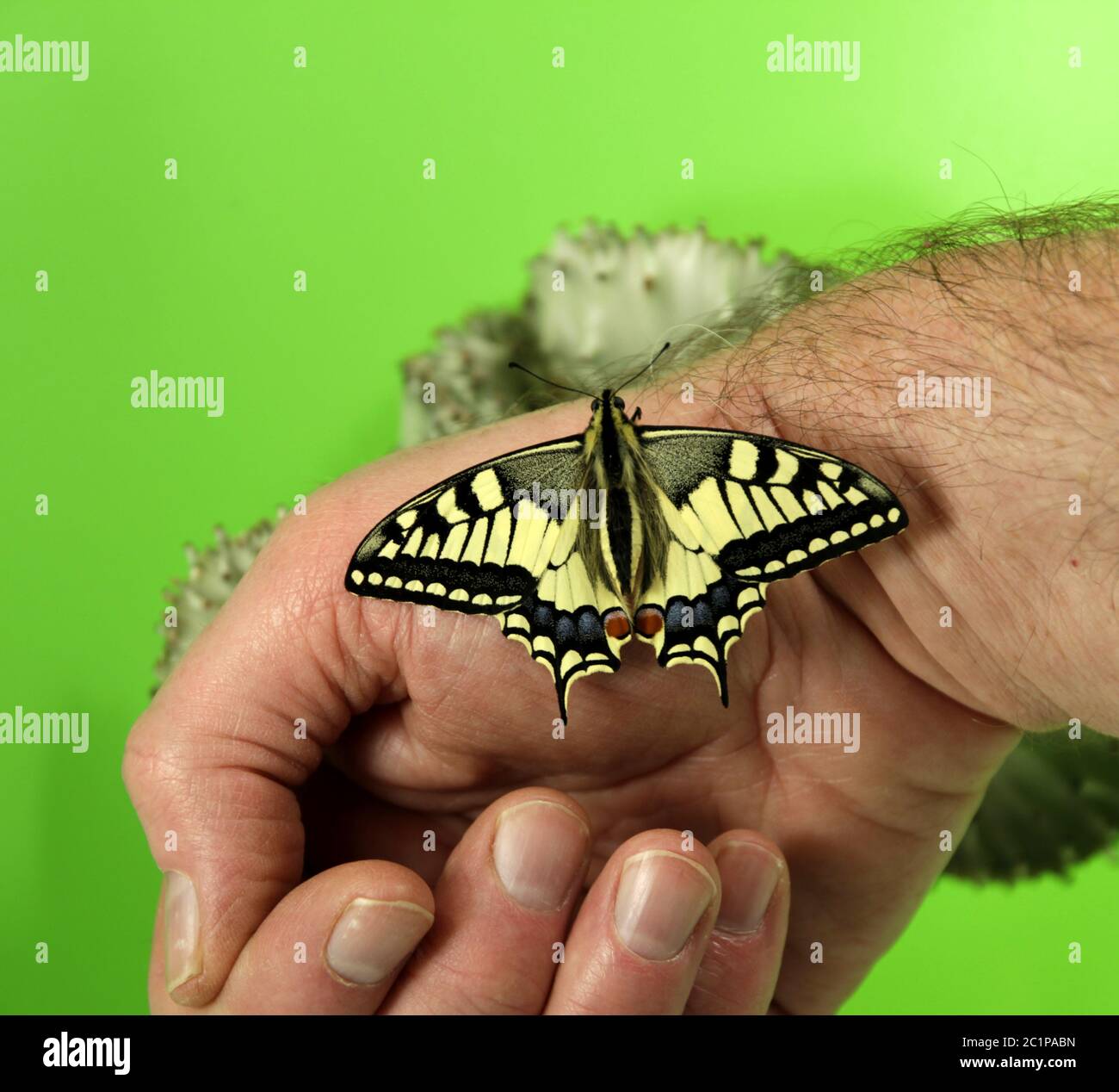 pecially protected species swallowtail butterfly Stock Photo
