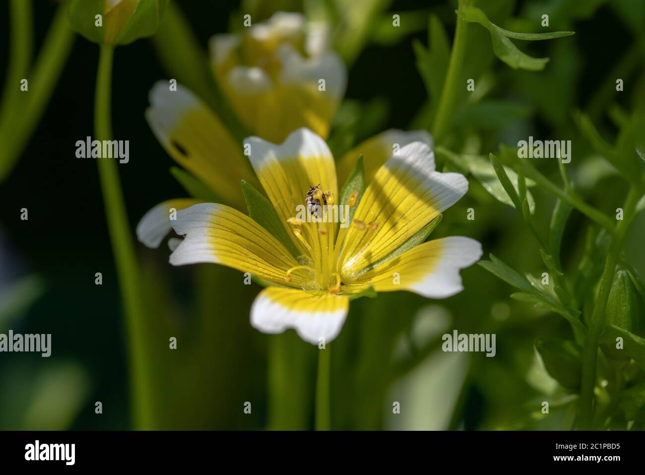 Douglas Marigold Stock Photo