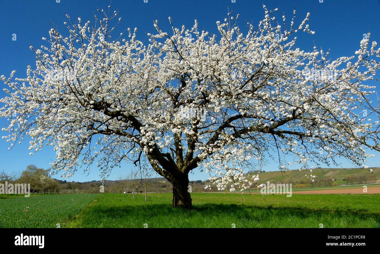 Big cherry tree in bloom in front of blue sky 1 Stock Photo