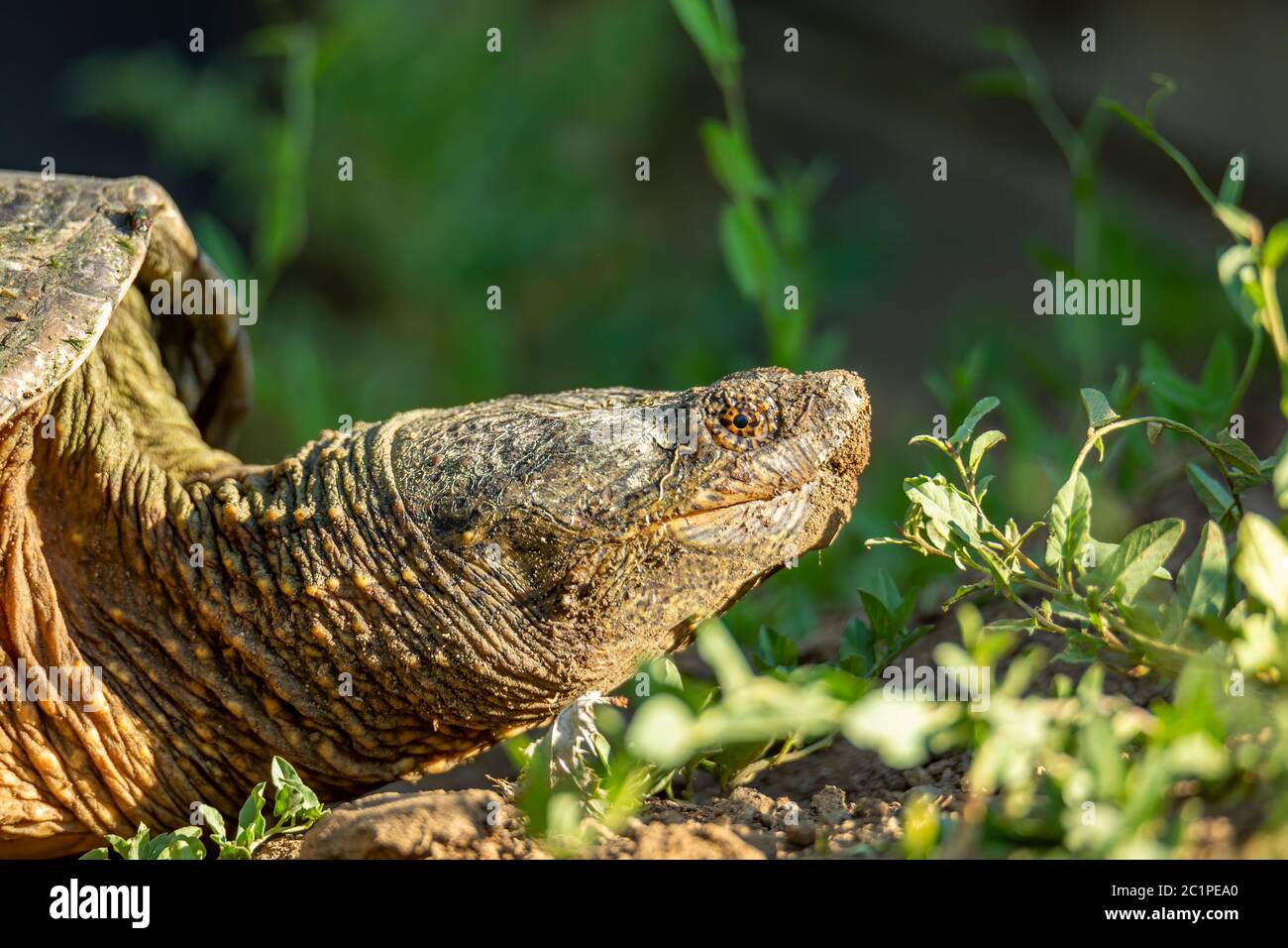 Close up of female Common snapping turtle( Charadriiformes) Stock Photo