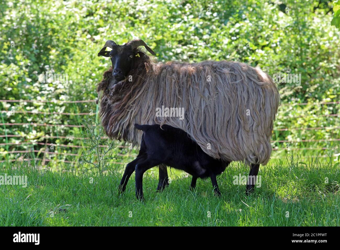Gray horned moorhed with lamb Stock Photo - Alamy