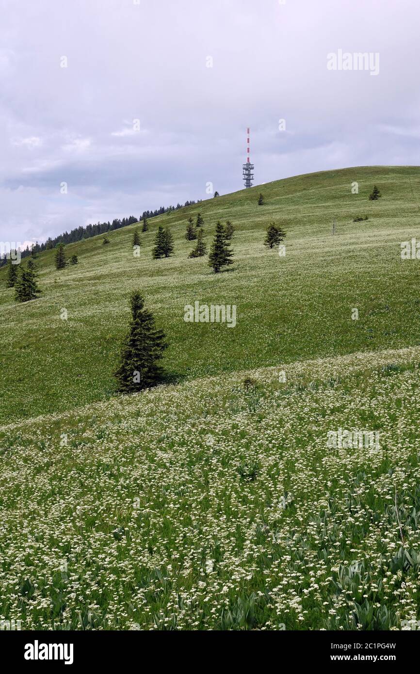 View to the Feldberg summit over meadows with bear root Meum athamanticum Stock Photo