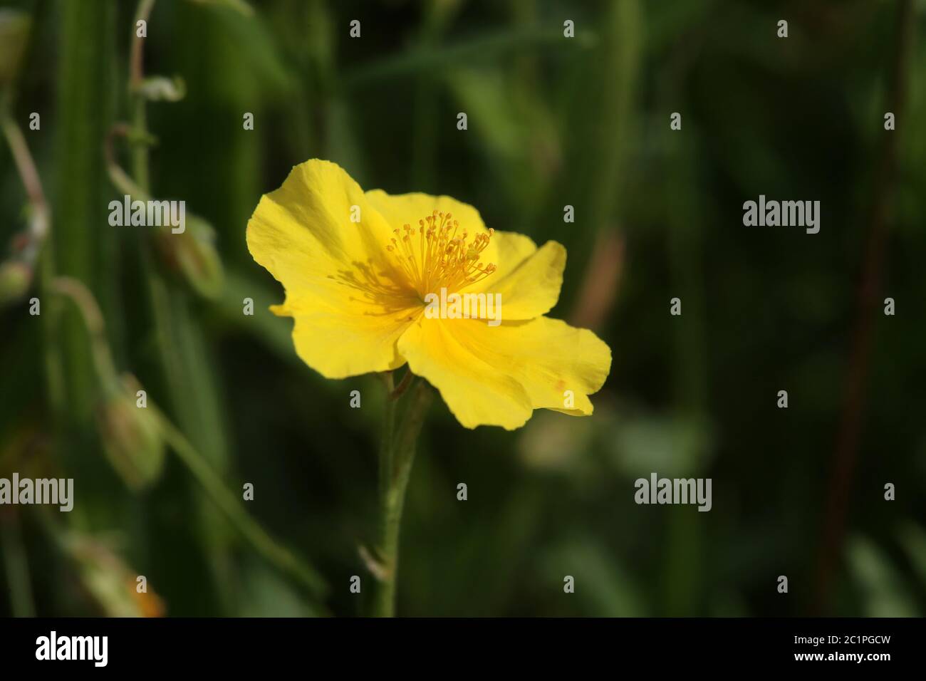 Sunflowers Helianthemum nummularium Stock Photo