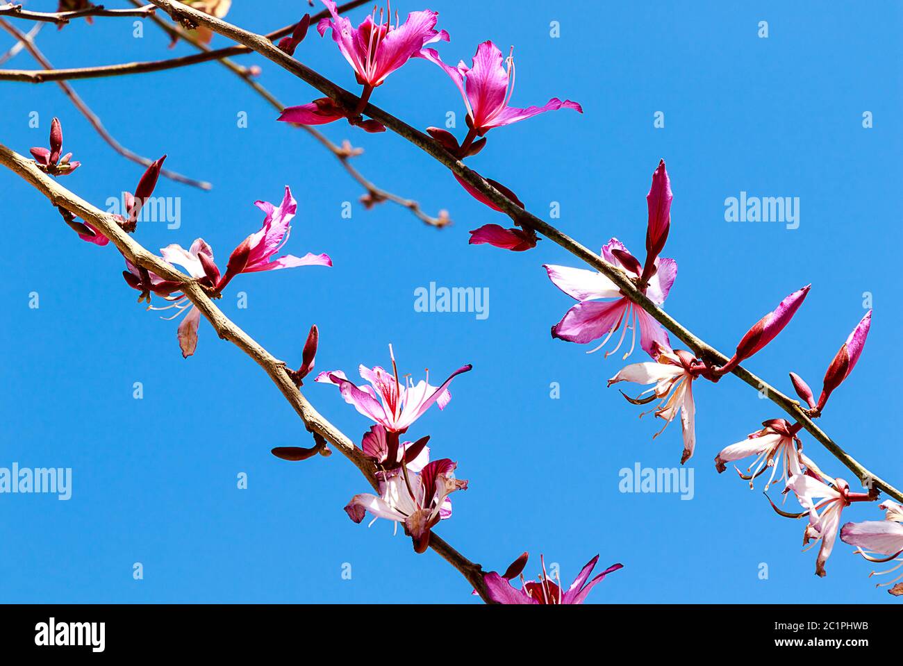 Bauhinia x blakeana flowering tree. Common Names: Blake's Bauhinia, Hong Kong Orchid Tree, Hong Kong Bauhinia, Butterfly Tree. Stock Photo