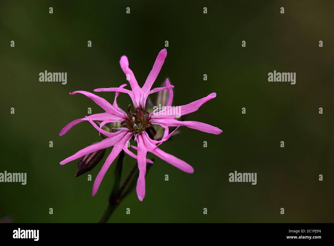 Cuckoo-light clove Silene flos-cuculi or Lychnis flos-cuculi Stock Photo