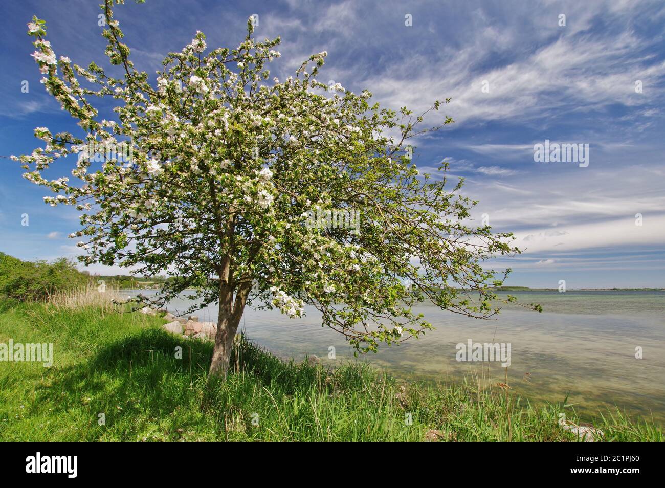 Blossoming apple tree near GroÃŸ Stresow, Island of RÃ¼gen, RÃ¼gen-Vorpommern, Mecklenburg-Vorpommern, Germany, West Europe Stock Photo