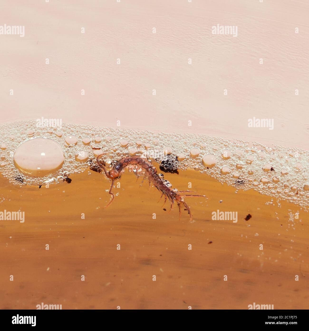 Centipede in the water. Stock Photo