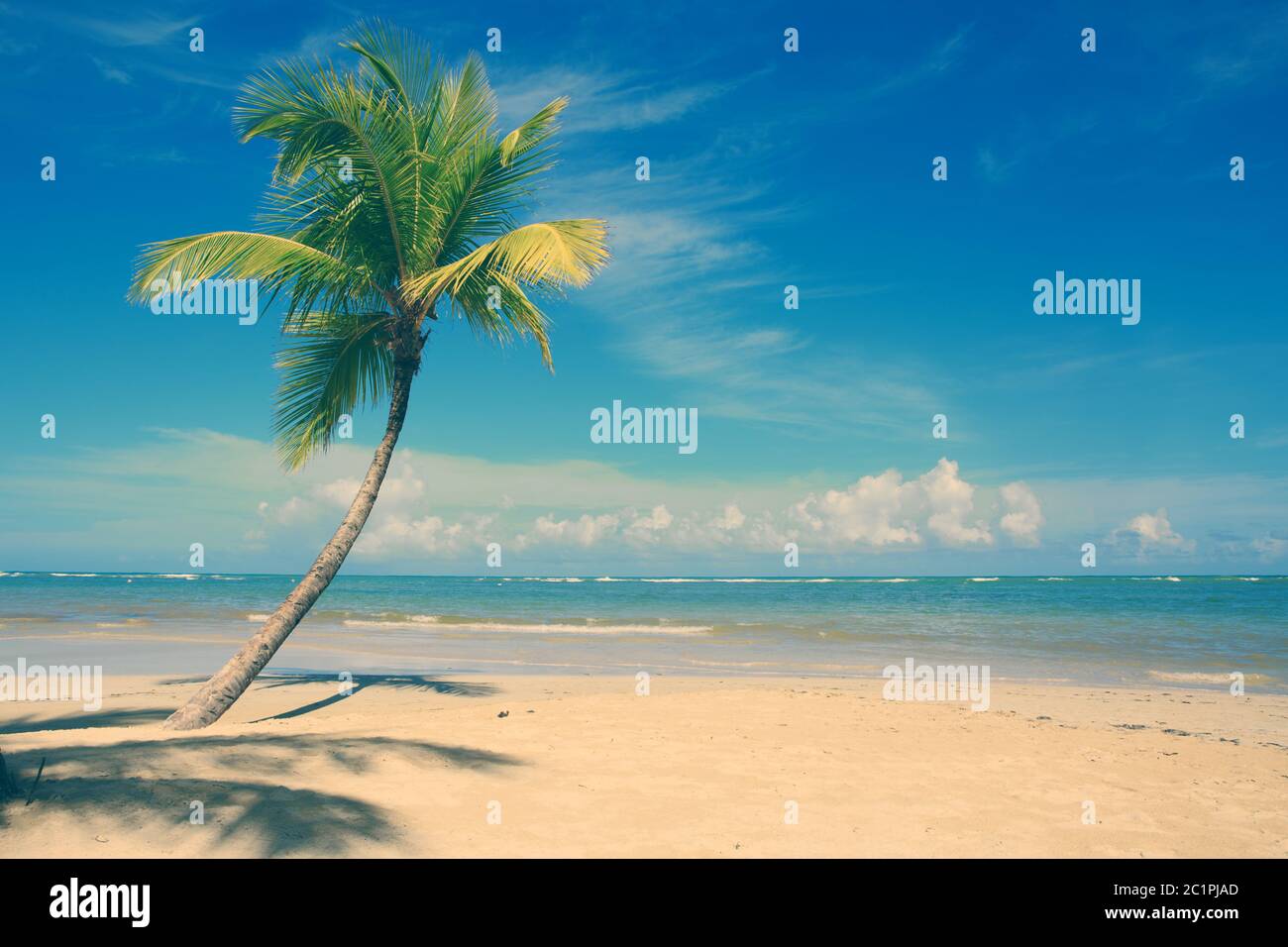 Palm tree on white tropical beach. Travel background. Stock Photo