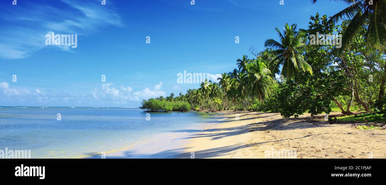 Palm trees on white tropical beach. Travel background. Stock Photo
