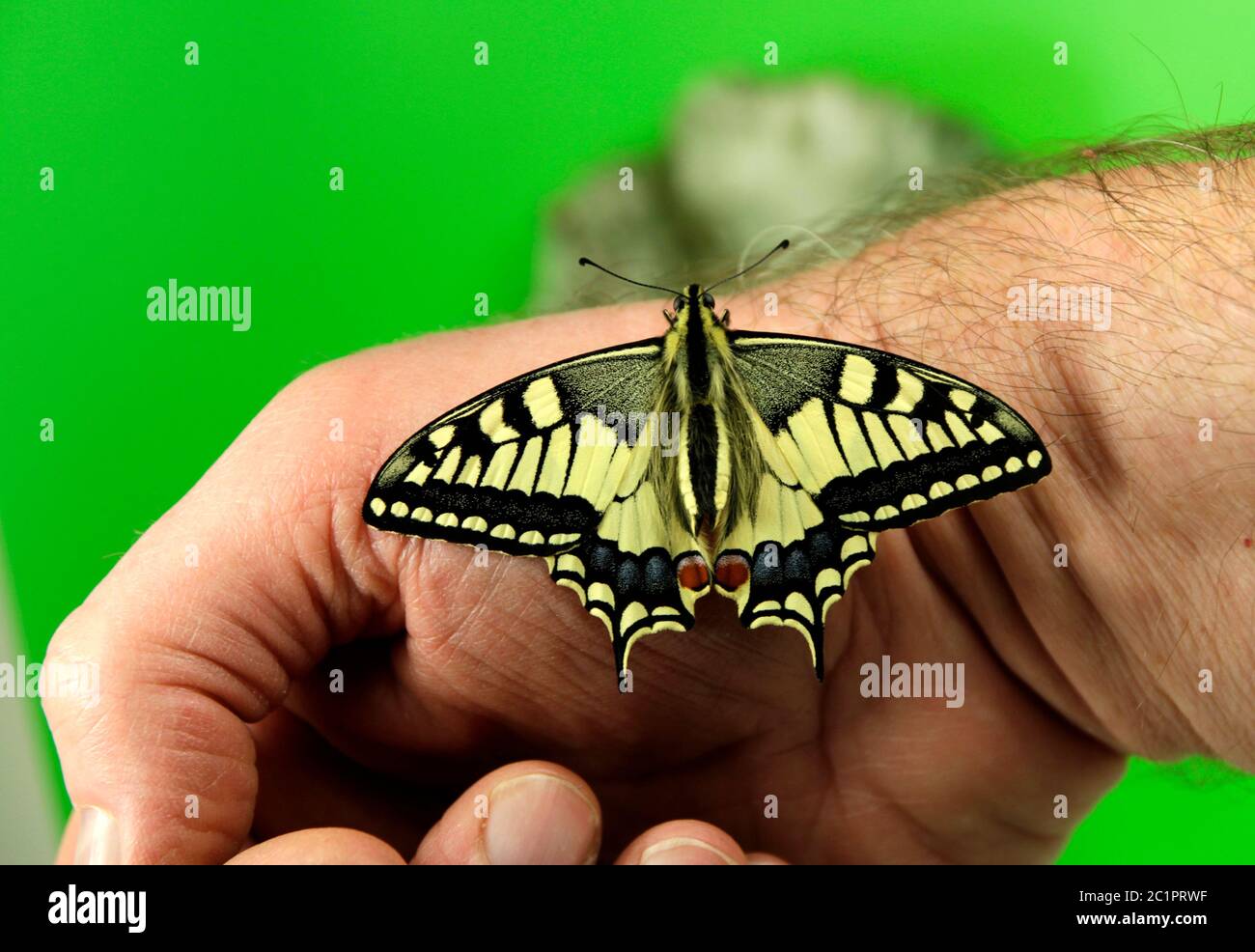 pecially protected species swallowtail butterfly Stock Photo