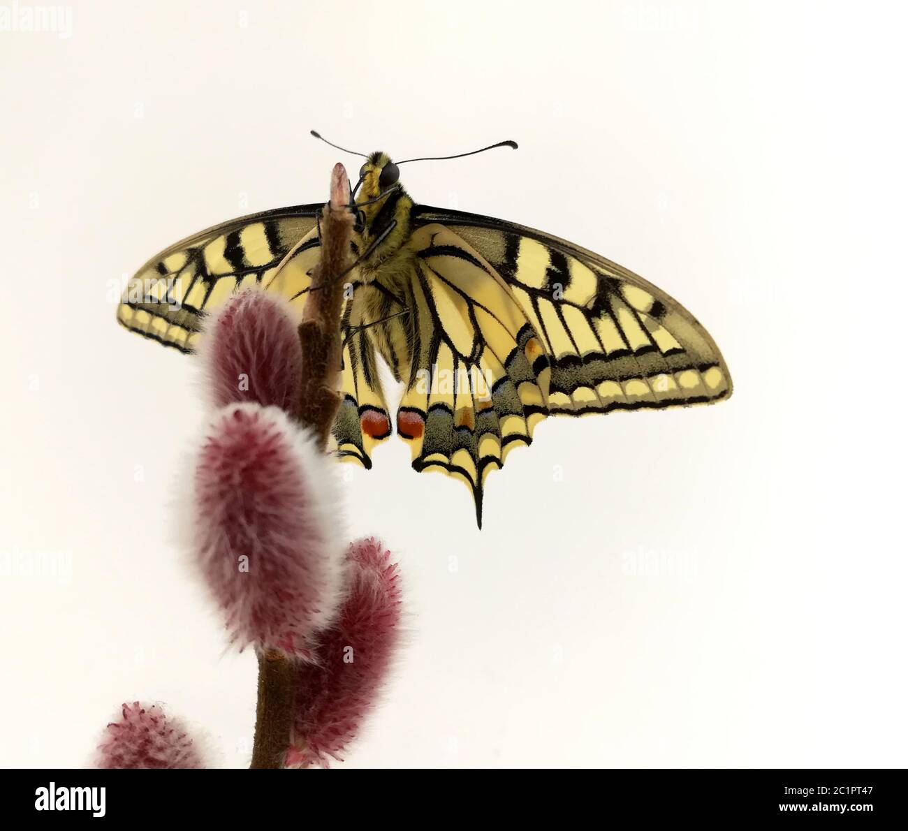 swallowtail butterfly Stock Photo