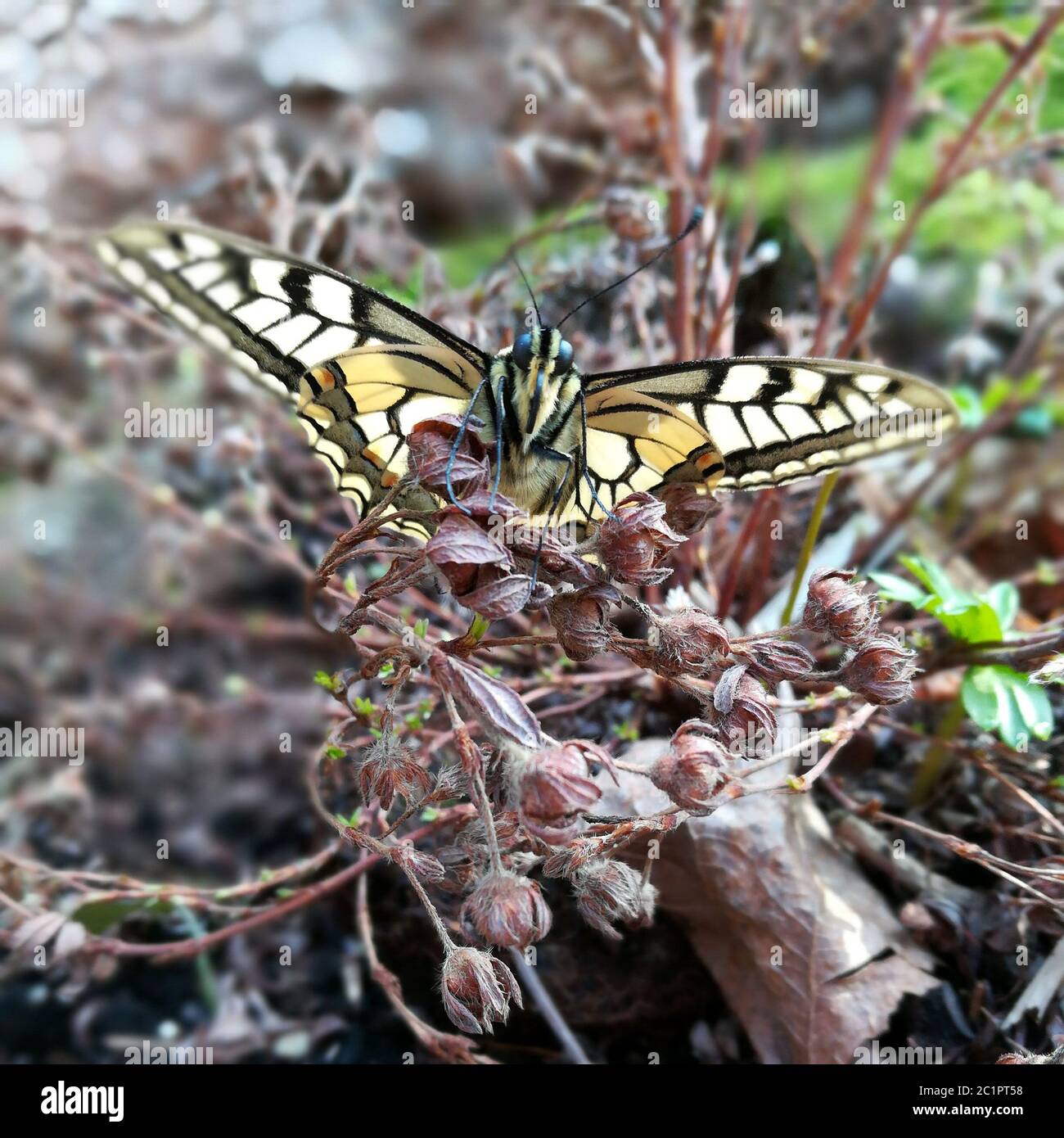 swallowtail butterfly Stock Photo