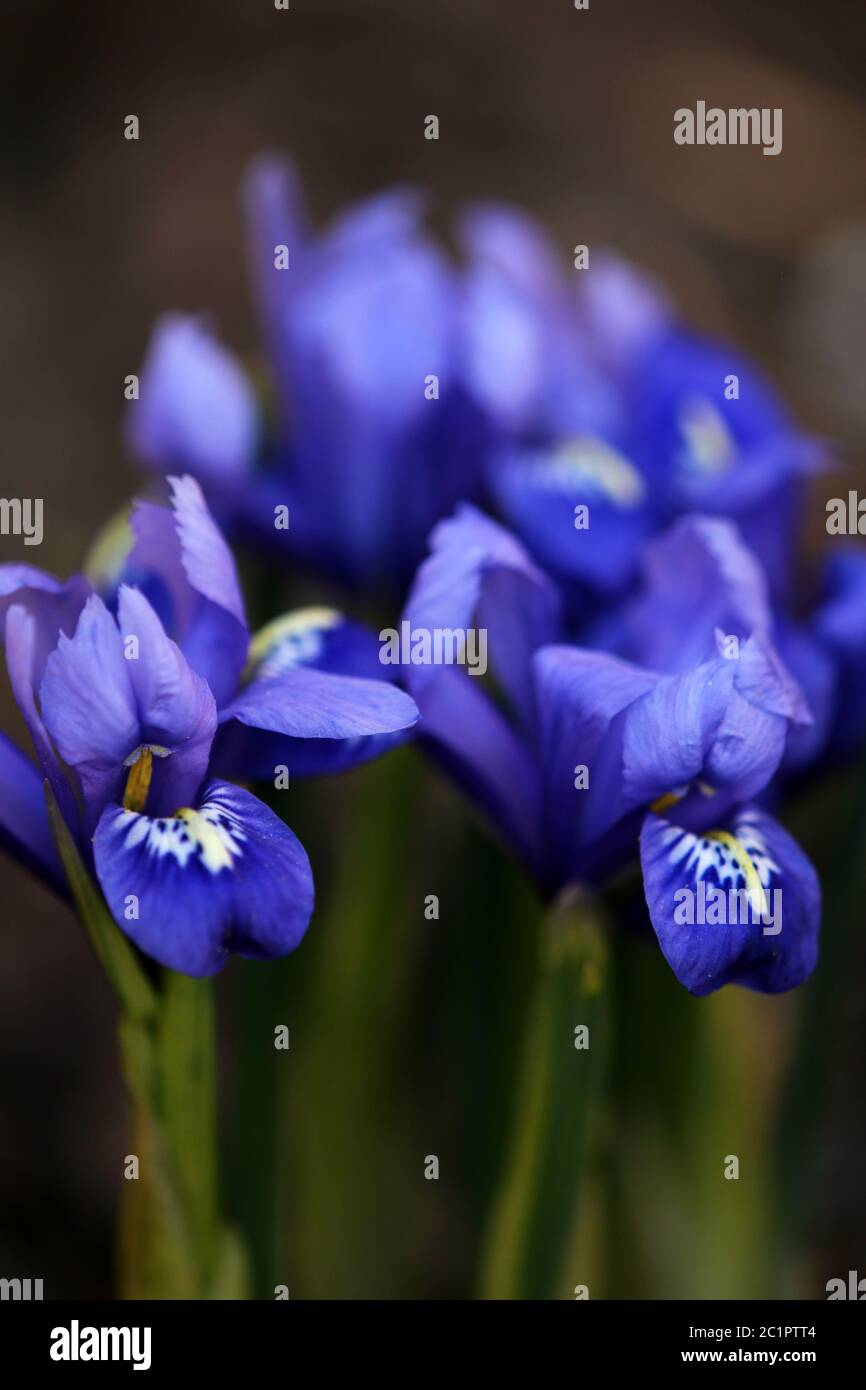 Dwarf Iris or mesh leaflet iris reticulata Stock Photo