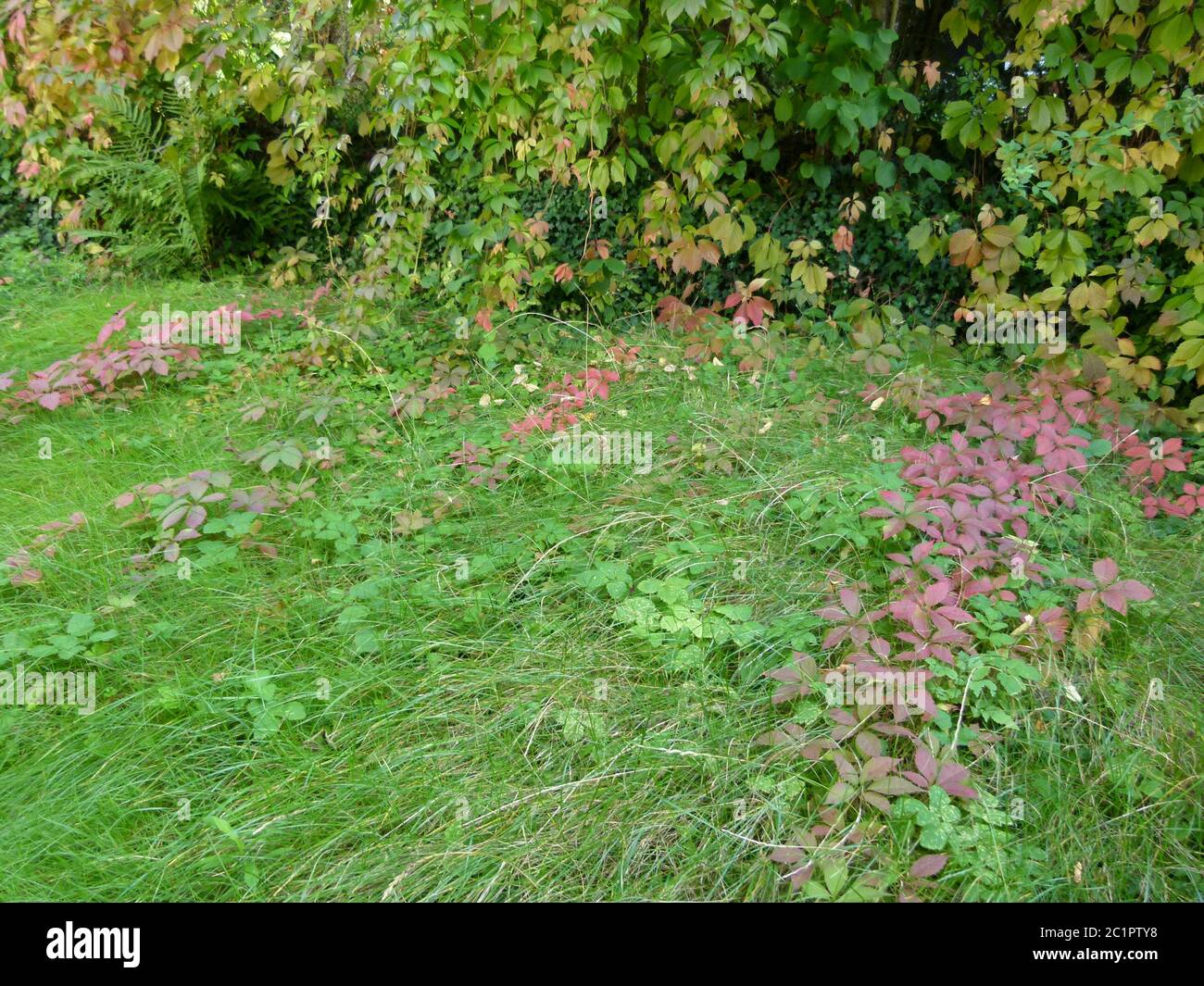 home garden of ivy overgrown with raindrops Stock Photo