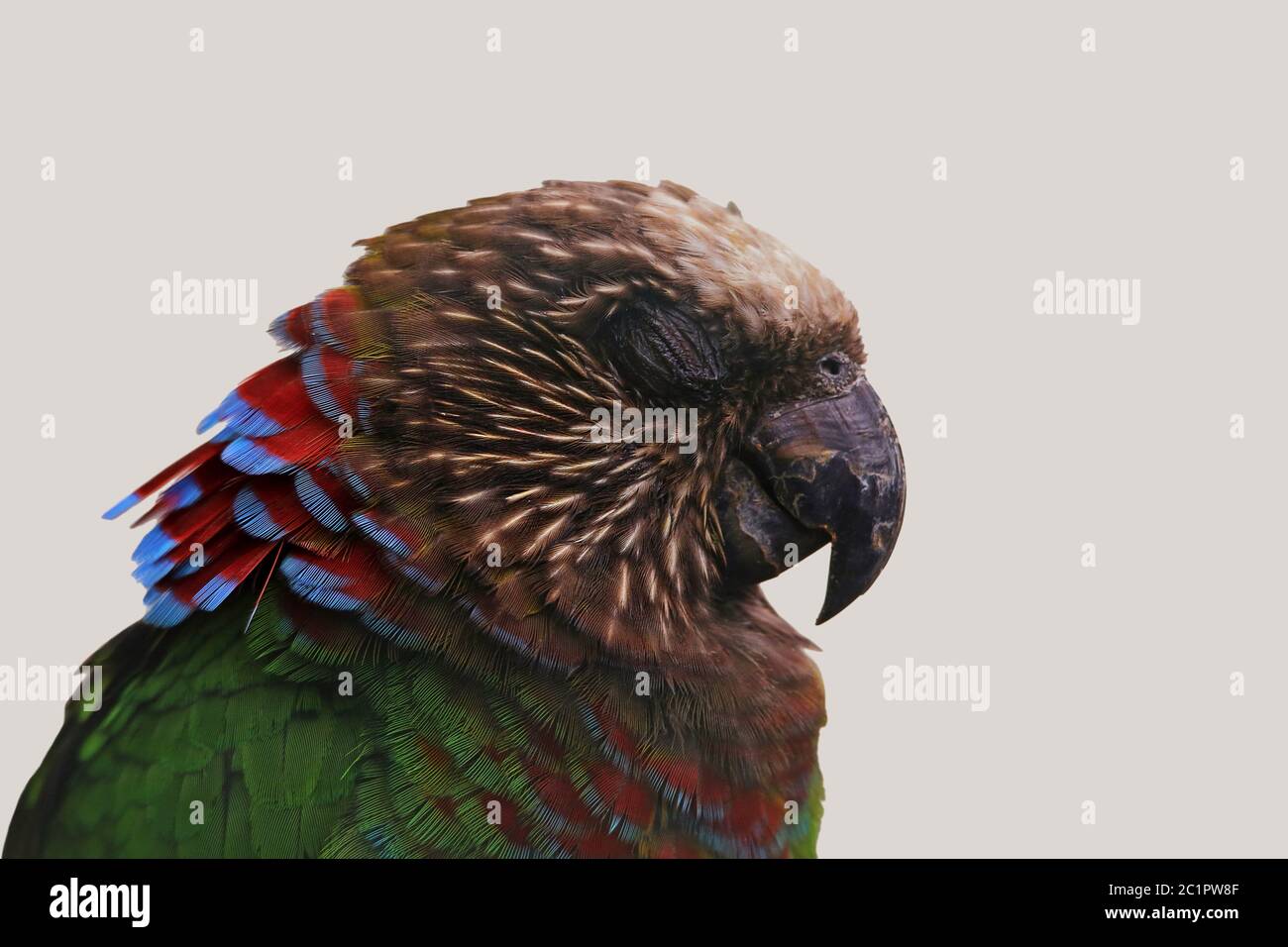 Sleeping Subject Parrot Deroptyus accipitrinus Stock Photo
