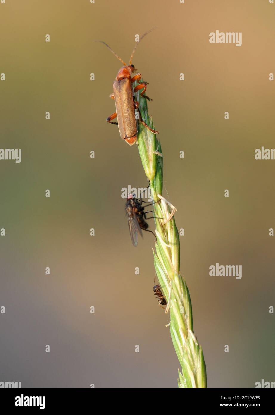 3 in one go Stock Photo
