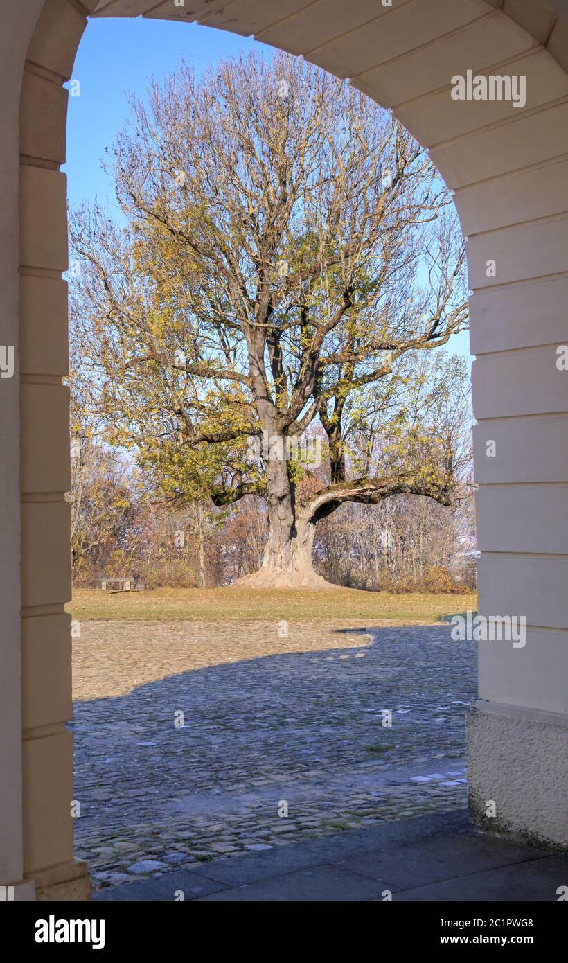 Common ash (Fraxinus excelsior) with archway from Solitude Castle Stock Photo