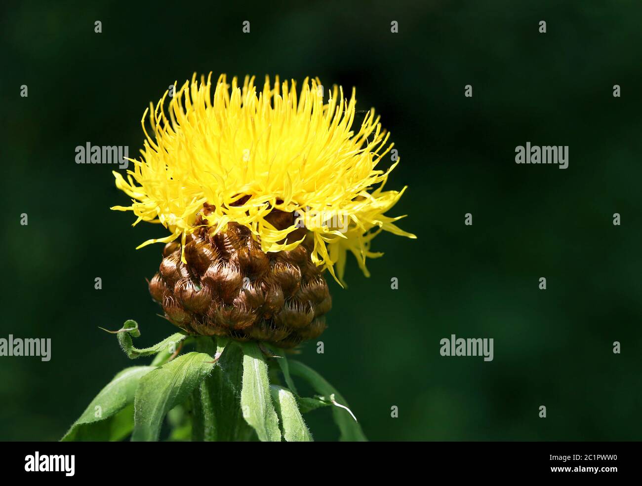 Big-headed Knapweed in the garden Stock Photo