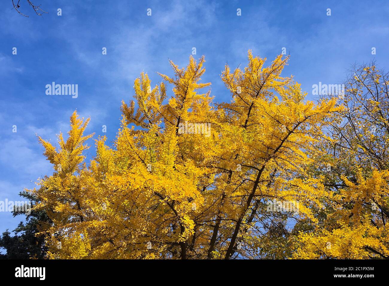 Ginkgo biloba tree with yellow leaves at fall season Stock Photo - Alamy
