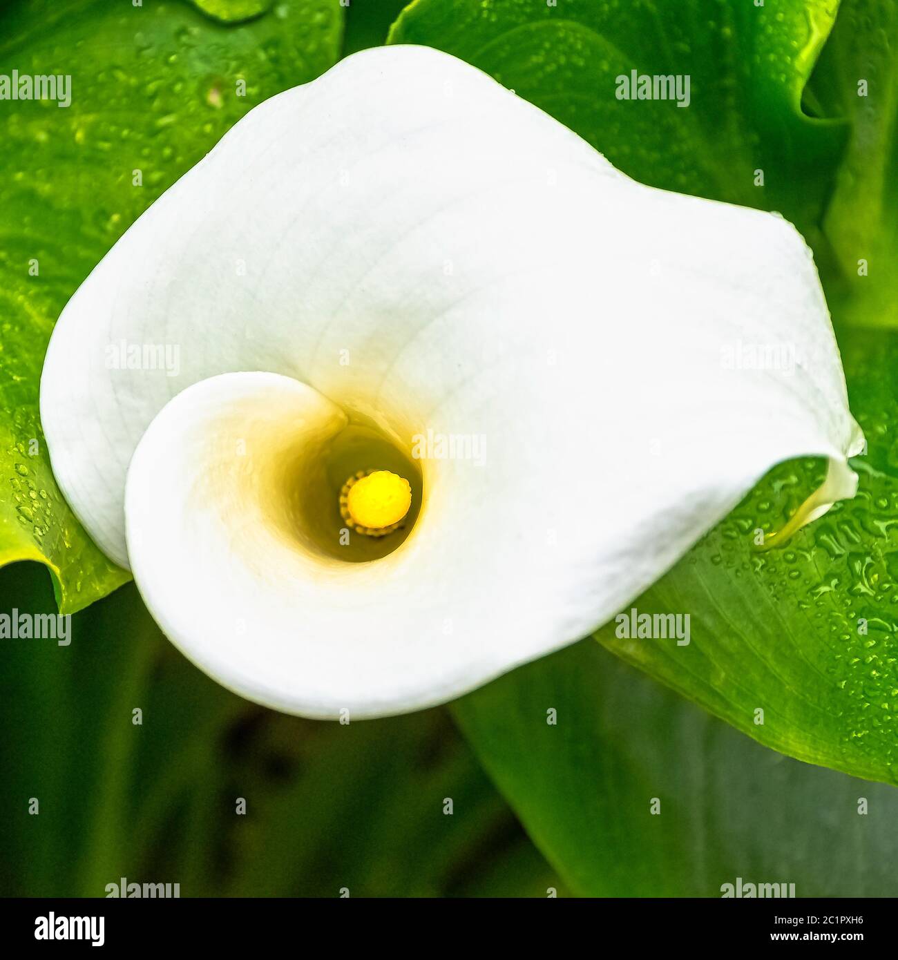 Zantedeschia aethiopica also known as calla lily and arum lily is a species in the family Araceae - Dinard, France Stock Photo