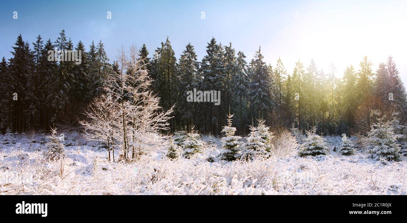 Snow scenic fir trees hi-res stock photography and images - Alamy