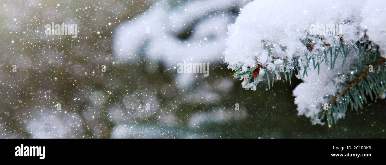 Pine tree branches covered with snow. Winter background. Stock Photo