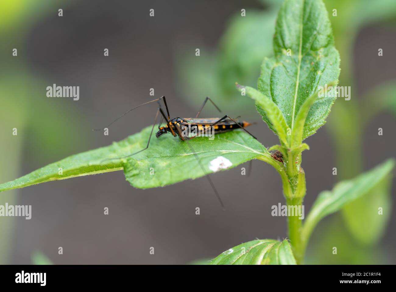 Insect Stock Photo