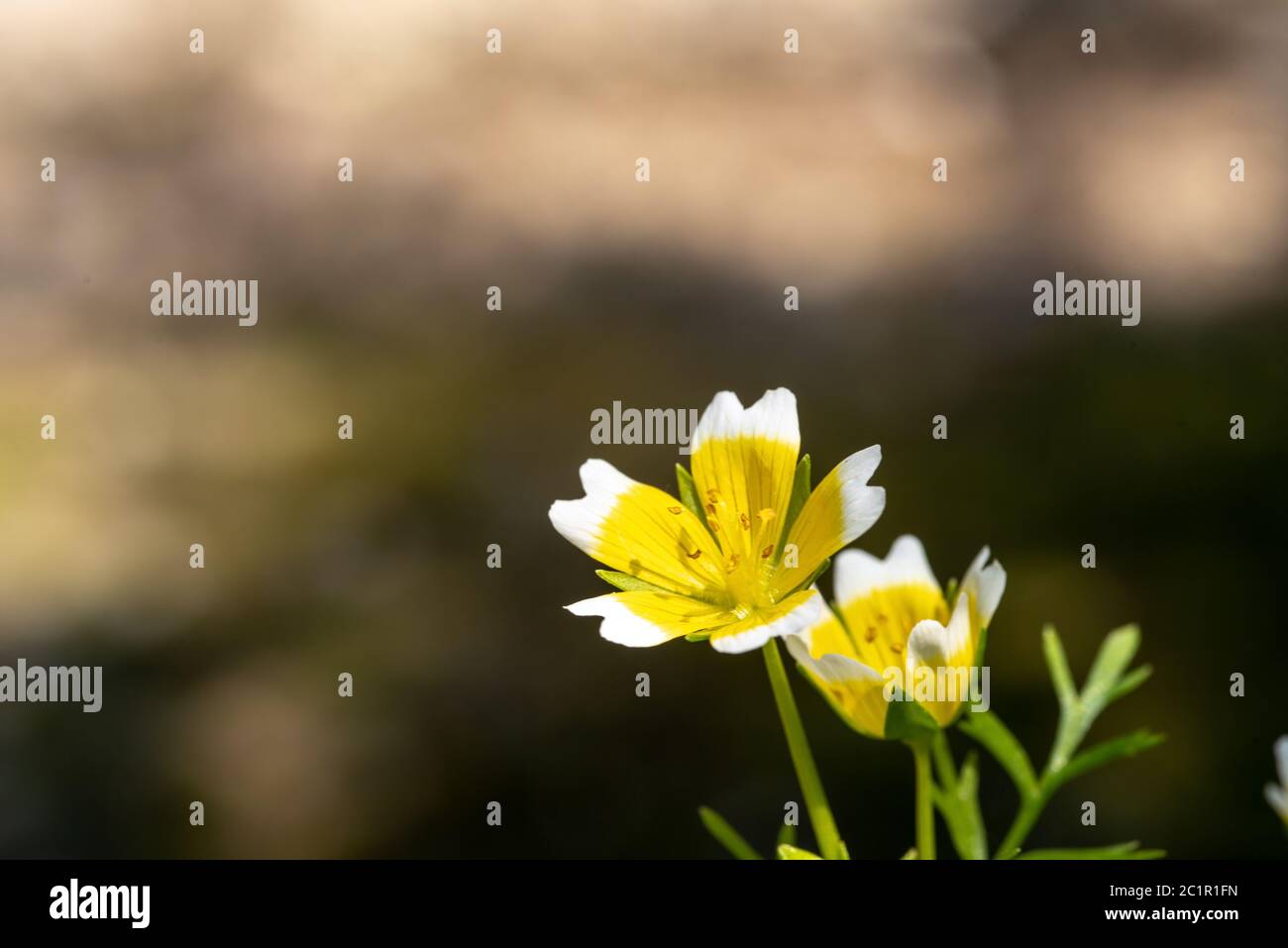 Douglas Marigold Stock Photo