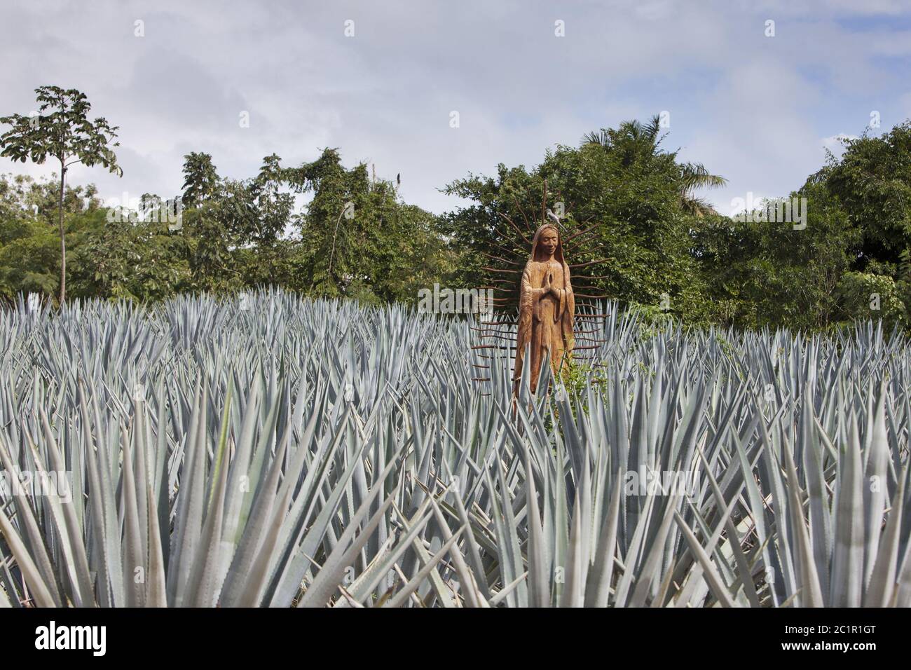 The statue of Blessed Virgin Mary in the field of agave. Mexico Stock Photo