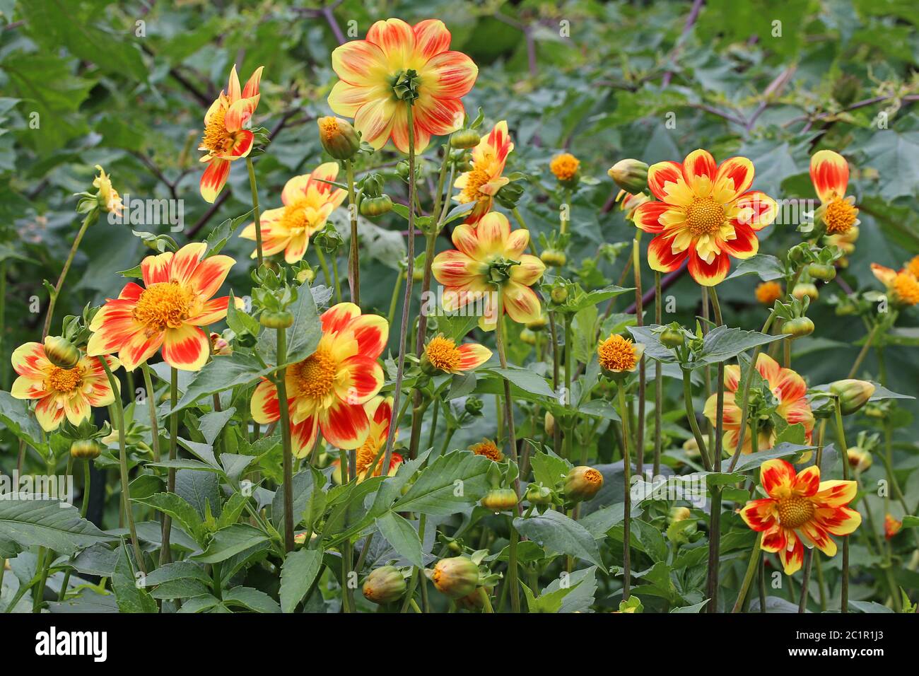 Dahlias in Red and Golden Yellow Stock Photo