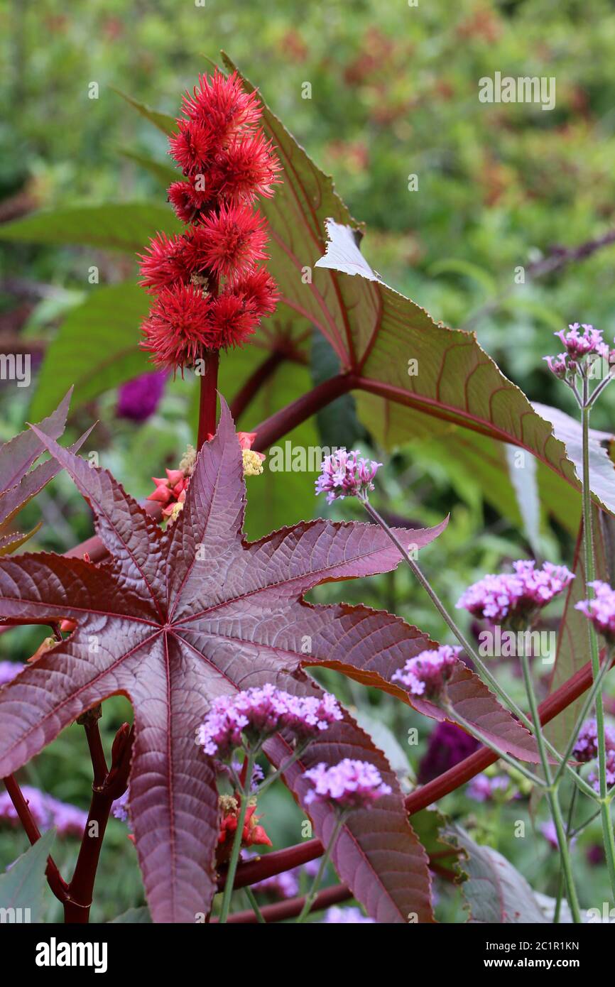 Rizinus in the Perennial Garden Stock Photo - Alamy