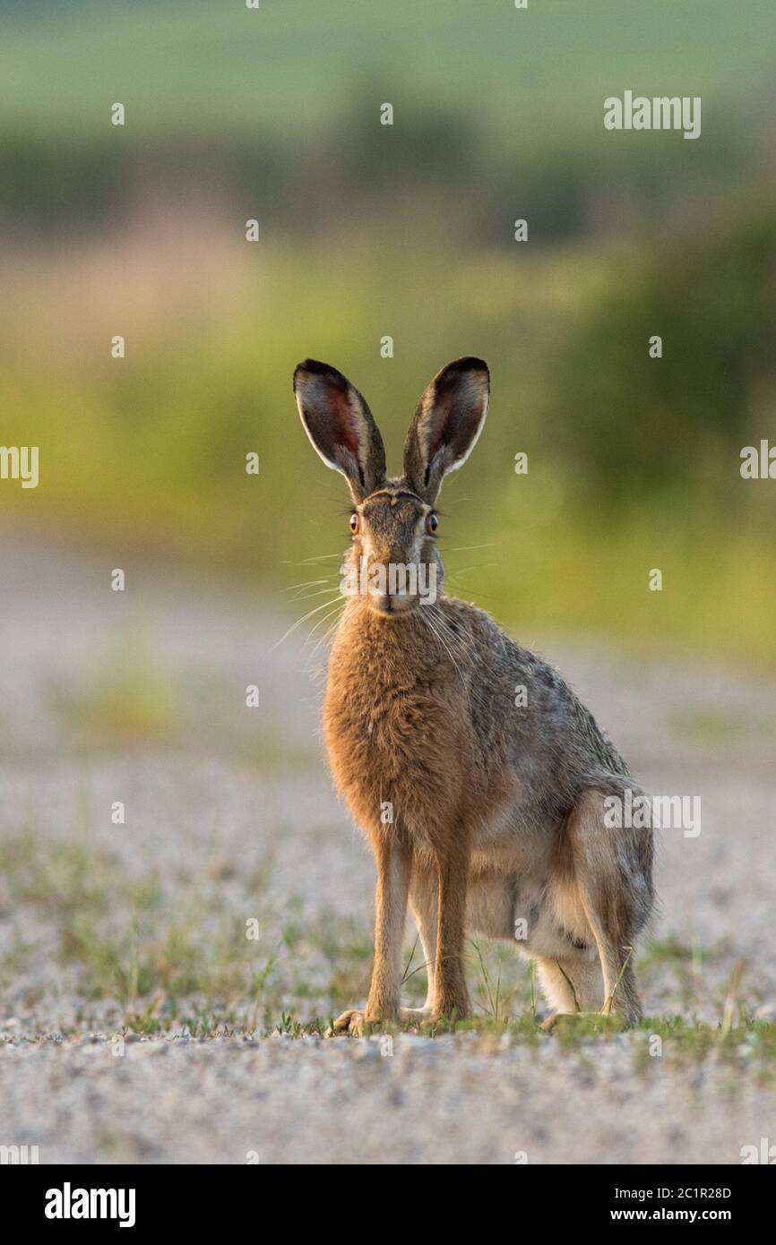 Rabbit standing on the gravel road. Bunny with long ears facing camera
