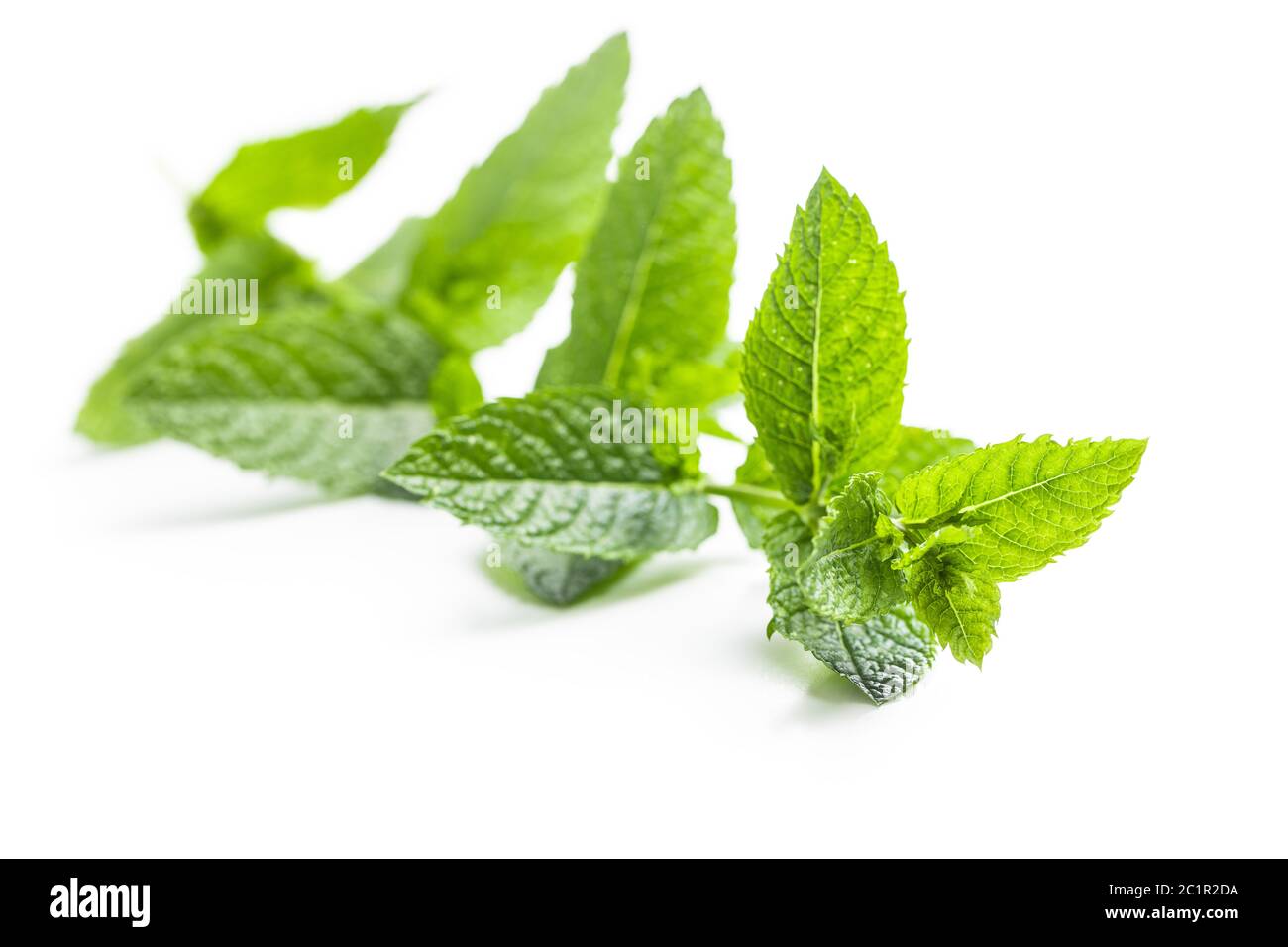 Green mint branch isolated on white background. Stock Photo