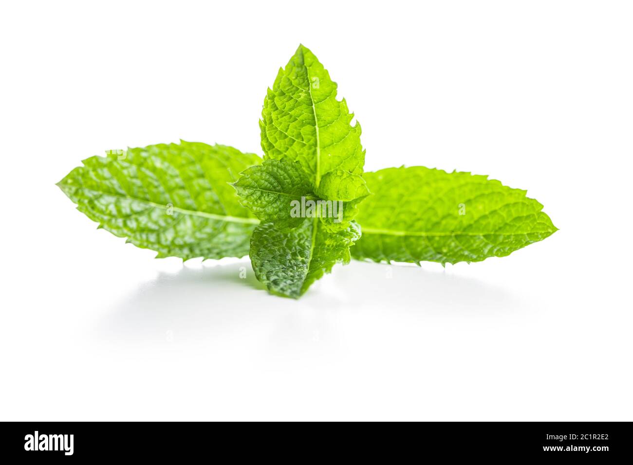 Green mint leaves isolated on white background. Stock Photo