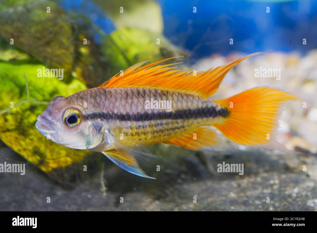 Portrait of aquarium fish - Cockatoo cichlid (Apistogramma cacatuoides) in a aquarium Stock Photo